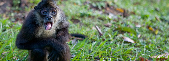 belizeMonkey This Belizean monkey despises you and your audio tomfoolery!
