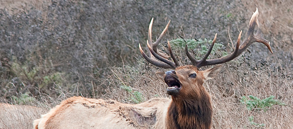 Elk This male Tule Elk was pimpin' with more than a dozen ladies in his harem. With that rack, who's gonna argue with him?