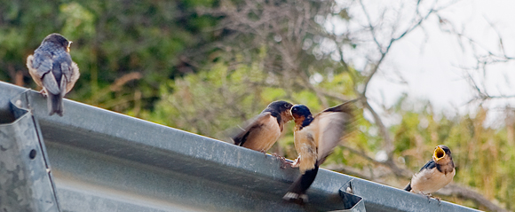 pointLobosBirds Birds can be so demanding...and chatty!