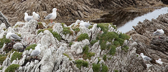 Red-Billed Gulls A small sampling of the red-billed gull colony at Kaikoura, South Island, New Zealand.