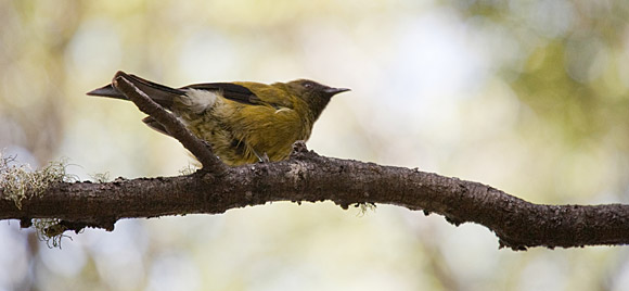 Bellbird This recording might not be of the bellbird, but what the heck. They produce the most amazing birdsong, so he deserves this photo just 'cause!
