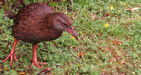 weka weka