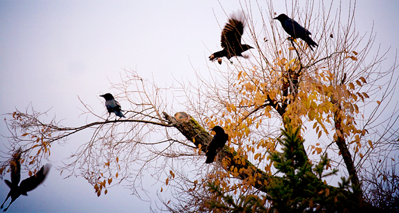 Crows Crows