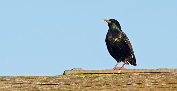 euroStarling_CC_fromFlickr