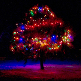 belizeXmasTree