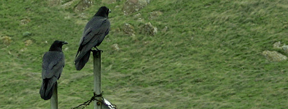 ravens