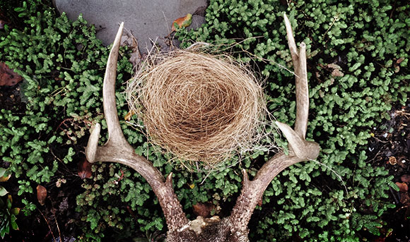 antlersII